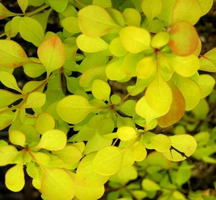 BERBERIS thunbergii 'Aurea' - Epine vinette de Thunberg