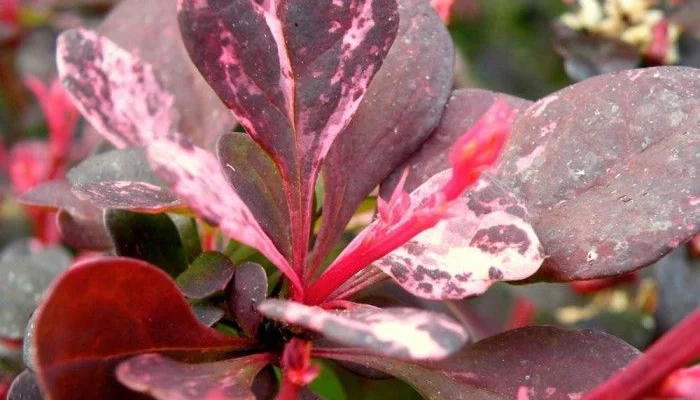 BERBERIS thunbergii 'Rosy Glow' - Epine vinette de Thunberg