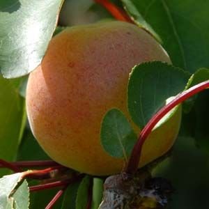 ABRICOTIER Hargrand - Arbre fruitier