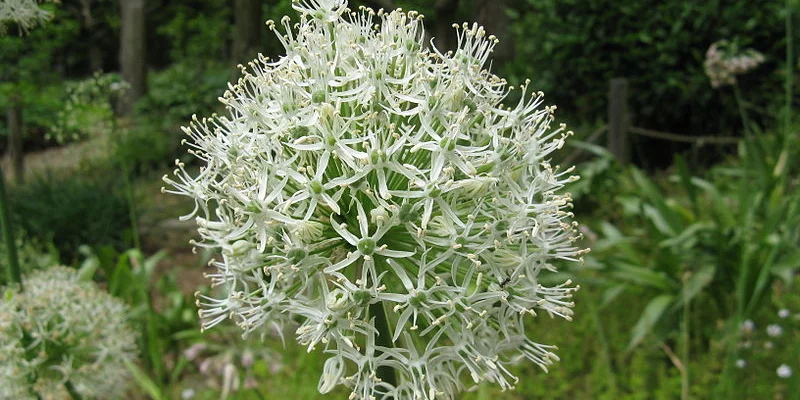 ALLIUM stipitatum 'Mont Blanc' - Ail d'ornement