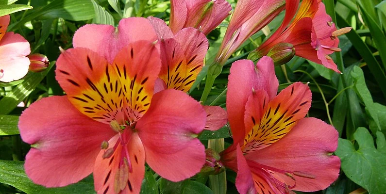 ALSTROEMERIA 'Little Miss Rosalind' - Alstroémère, Lys des Incas