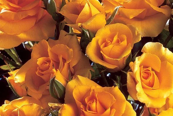 ROSIER arbustif 'GOLD COTTAGE' ® Dicentice