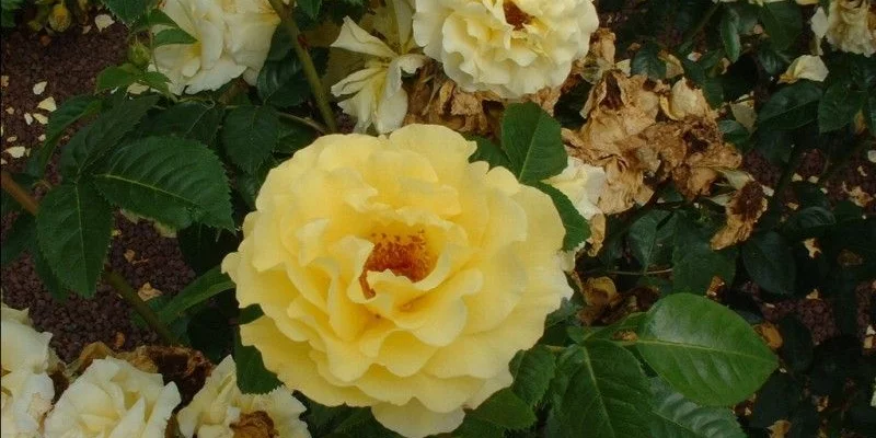 ROSIER arbustif 'LUCIA '