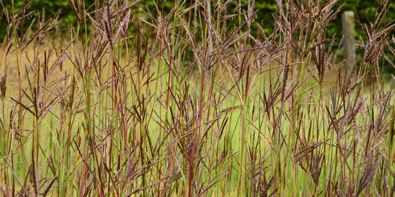 ANDROPOGON hallii 'Purple Konza' JS - Baron de Hall, Graminée