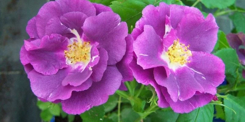 ROSIER arbustif 'RHAPSODY IN BLUE ® Frantasia