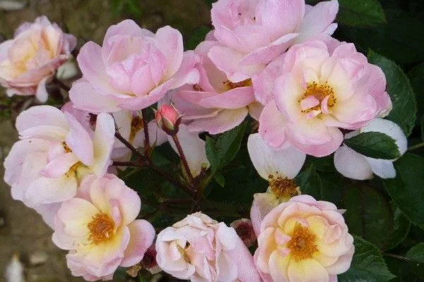 ROSIER arbustif 'ROCK'N ROSE' ® Adafitalu