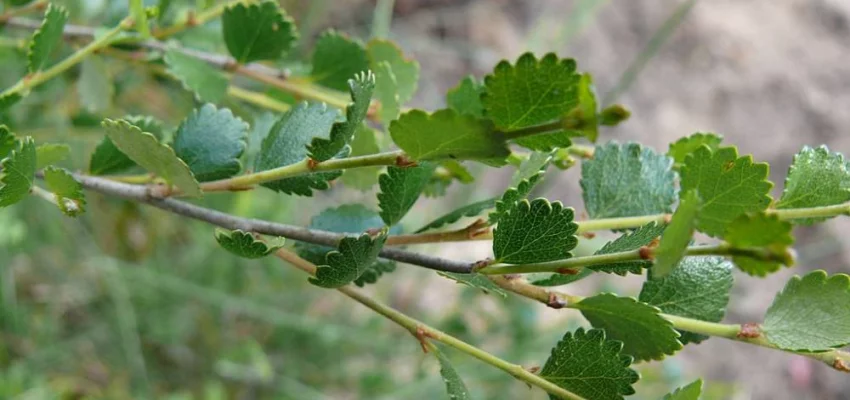 BETULA nana - Bouleau nain