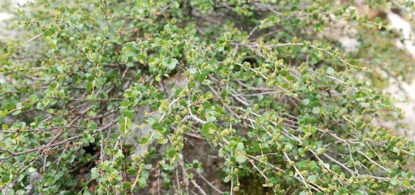 BETULA nana - Bouleau nain