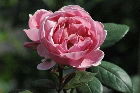 Rosier AUSTIN 'BROTHER CADFAEL ® Ausglobe