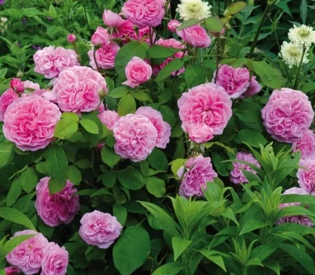 Rosier AUSTIN 'GERTRUDE JEKYLL ® Ausboard