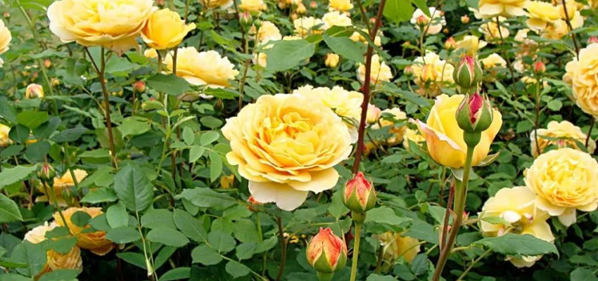 Rosier AUSTIN 'GOLDEN CELEBRATION' ® Ausgold