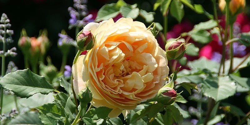 Rosier AUSTIN 'GOLDEN CELEBRATION' ® Ausgold