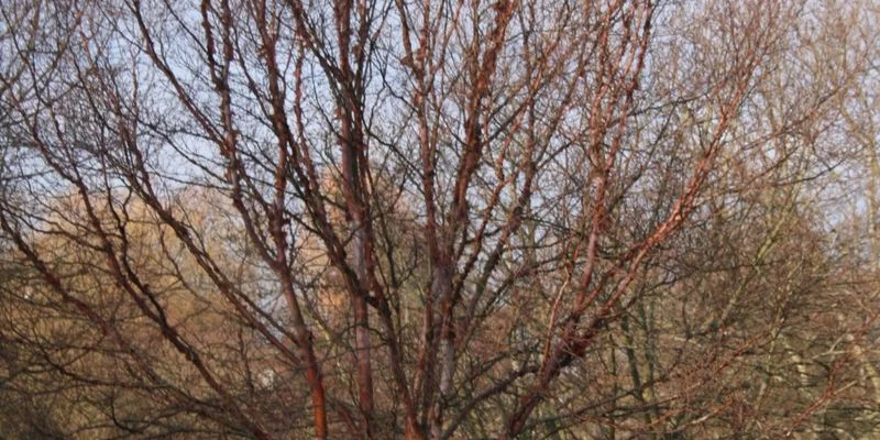 BETULA albosinensis - Bouleau de chine, bouleau cuivré