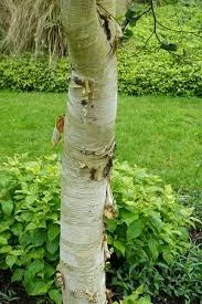 BETULA ermanii - Bouleau d'or, bouleau d'erman