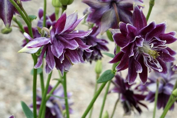 AQUILEGIA vulgaris 'Christa Barlow' - Ancolie vivace