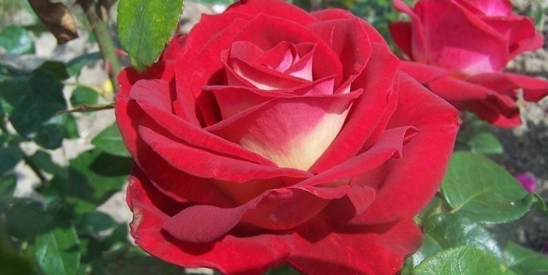 ROSIER Grande fleur 'BICOLETTE'