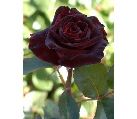 ROSIER Grande fleur 'BLACK BACCARA' ® Meidebenne