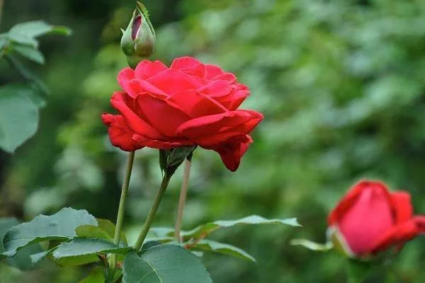 ROSIER Grande fleur 'DAME DE CŒUR'