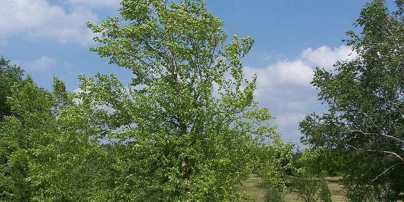 BETULA nigra - Bouleau noir