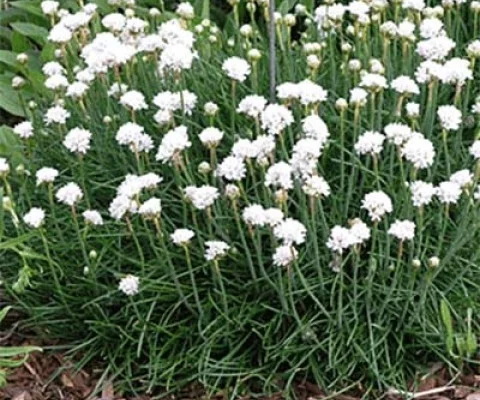 ARMERIA maritima 'Abbey White' - Gazon d'Espagne