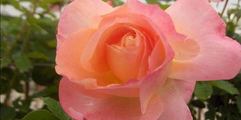ROSIER Grande fleur 'ISABELLE AUTISSIER' ® Adasilthé