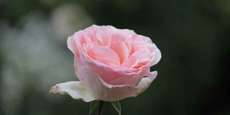 ROSIER Grande fleur 'JOHANN STRAUSS' ® Meioffic