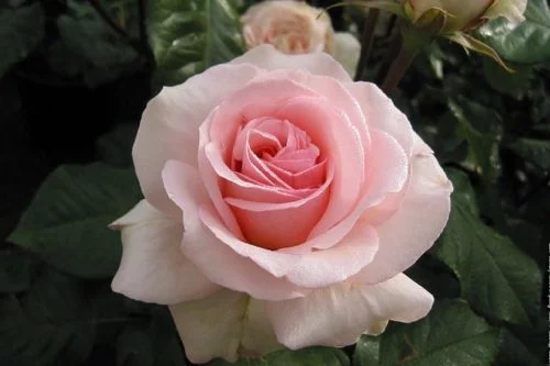 ROSIER Grande fleur 'JOHANN STRAUSS' ® Meioffic