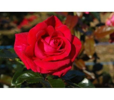 ROSIER Grande fleur 'LE GRAND HUIT' ® Adharman