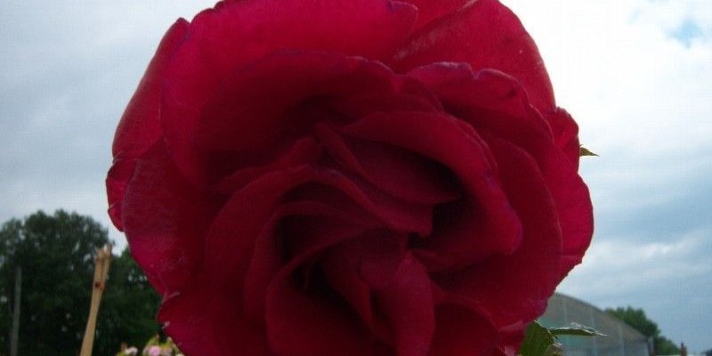 ROSIER Grande fleur 'LE GRAND HUIT' ® Adharman