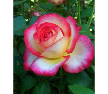 ROSIER Grande fleur 'LEO FERRE' ® Adabiterse