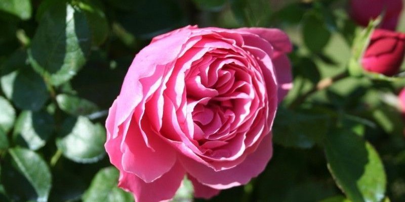 ROSIER Grande fleur 'LEONARD DE VINCI' ® Meideauri