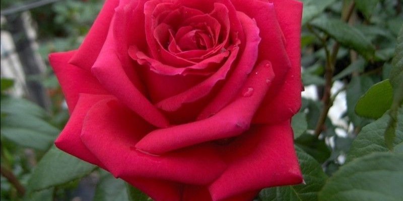 ROSIER Grande fleur 'MISTER LINCOLN'