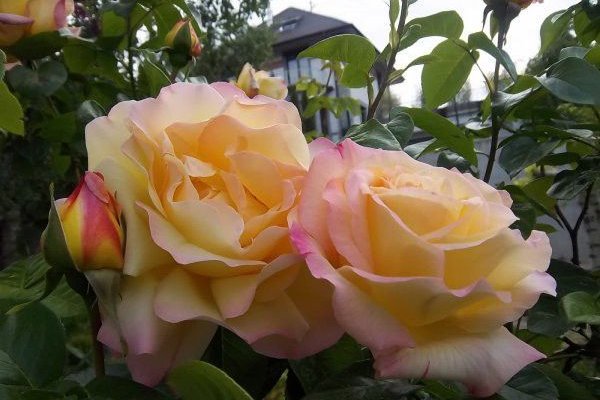 ROSIER Grande fleur 'MME A. MEILLAND'