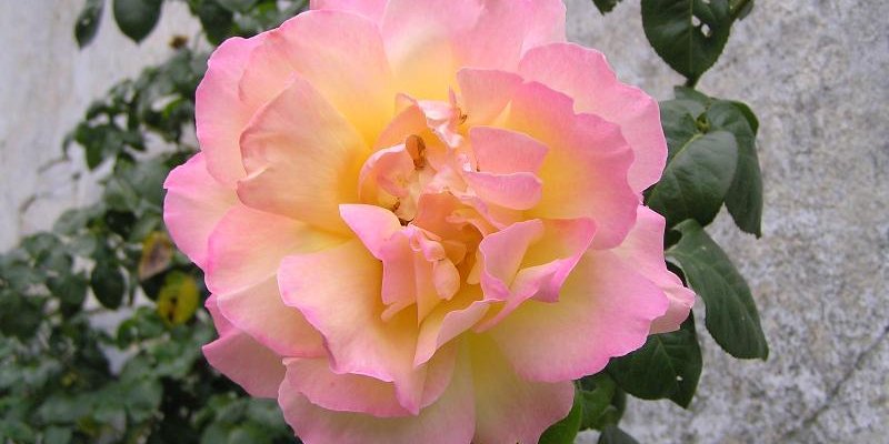 ROSIER Grande fleur 'MME A. MEILLAND'
