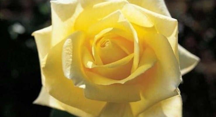 ROSIER Grande fleur 'NICOLAS HULOT' ® Meifazeda