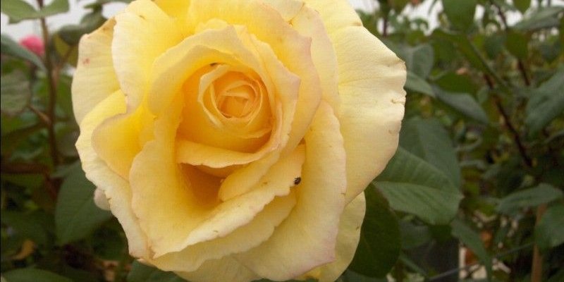 ROSIER Grande fleur 'NICOLAS HULOT' ® Meifazeda