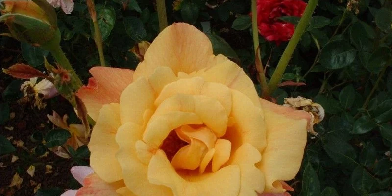 ROSIER Grande fleur 'SUTTER'S GOLD'