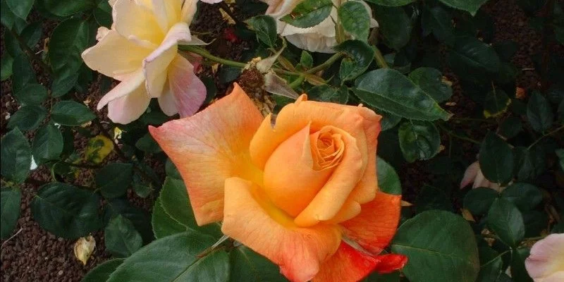 ROSIER Grande fleur 'SUTTER'S GOLD'