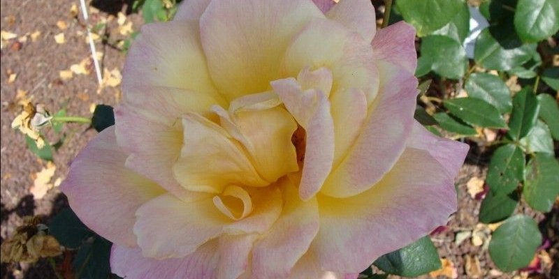 ROSIER Grande fleur 'SUTTER'S GOLD'