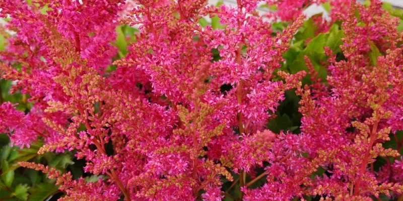 ASTILBE 'Younique Carmine' ®