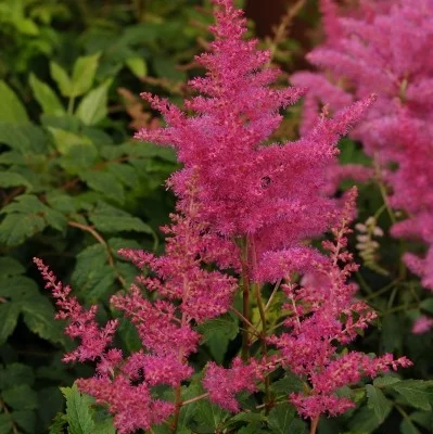 ASTILBE 'Younique Lilac'