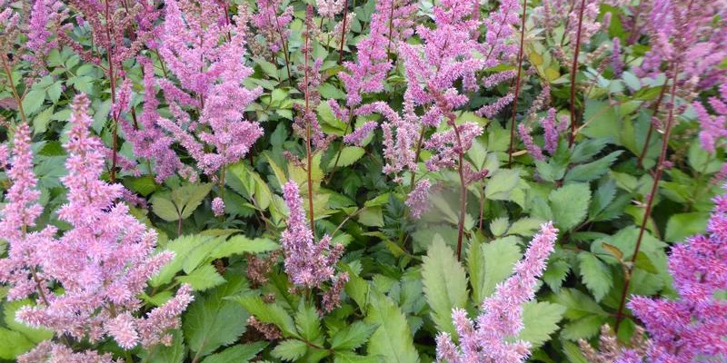 ASTILBE arendsii 'Anita Pfeifer' - Astilbe d'Arend's