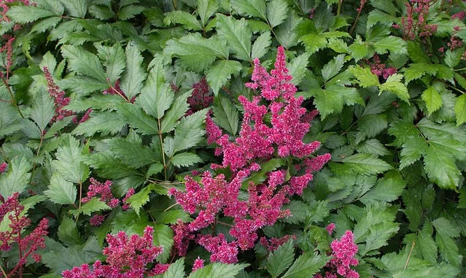 ASTILBE arendsii 'Granat' - Astilbe d'Arend's