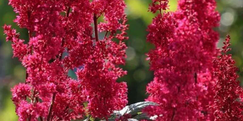 ASTILBE arendsii 'Granat' - Astilbe d'Arend's