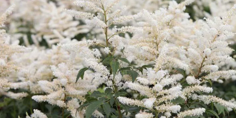 ASTILBE japonica 'Washington'