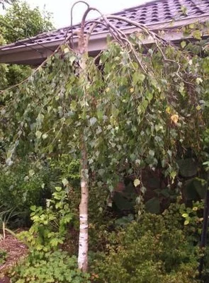 BETULA pendula 'Youngii' - Bouleau pleureur 'Youngii'