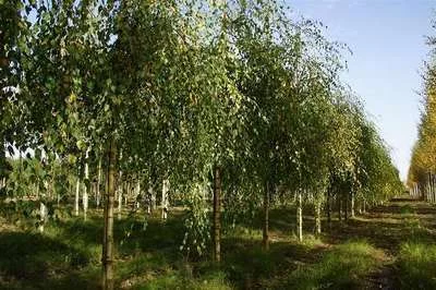 BETULA pendula 'Youngii' - Bouleau pleureur 'Youngii'