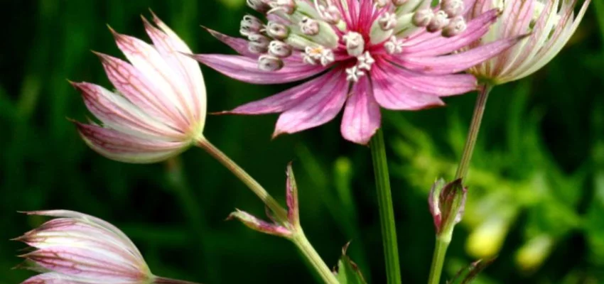 ASTRANTIA major 'Primadonna'