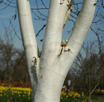 BETULA utilis - Bouleau blanc de l'Himalaya 'Jacquemontii'