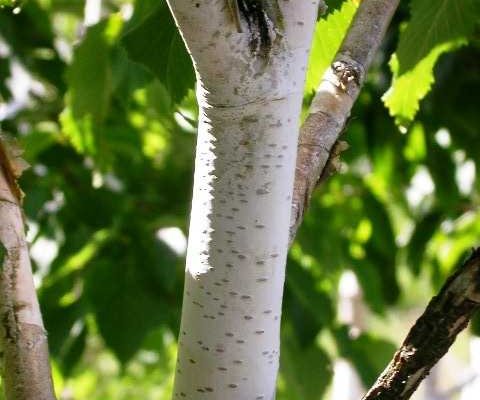 BETULA utilis - Bouleau blanc de l'Himalaya 'Jacquemontii'